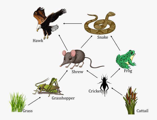 52岁女子与蛇同眠,蛇为何不发动攻击?_刘玉平_菜花_人类