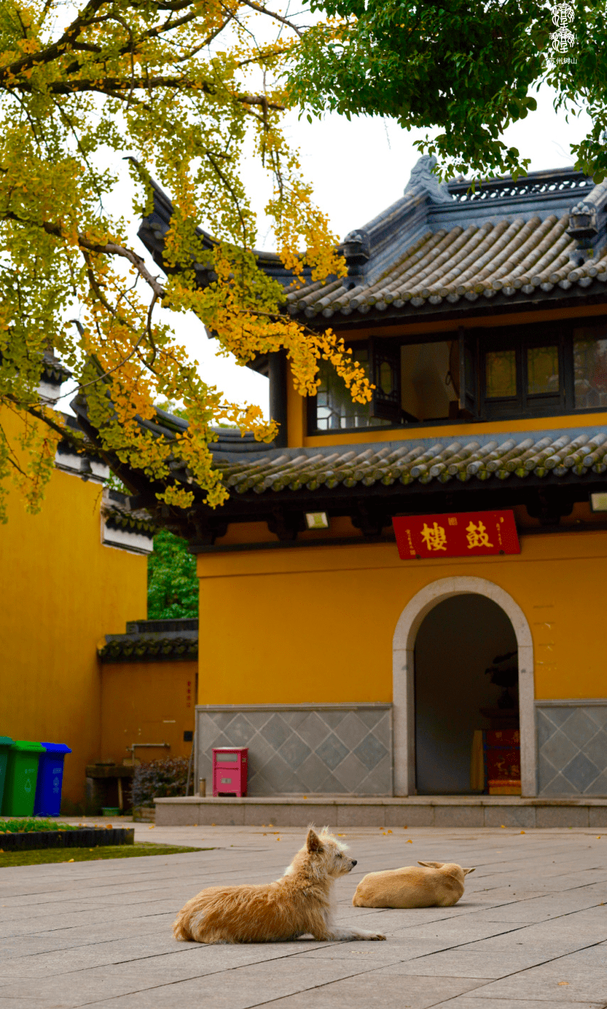 赴时光之约,赏古刹银杏!_寺庙_华寺_带着