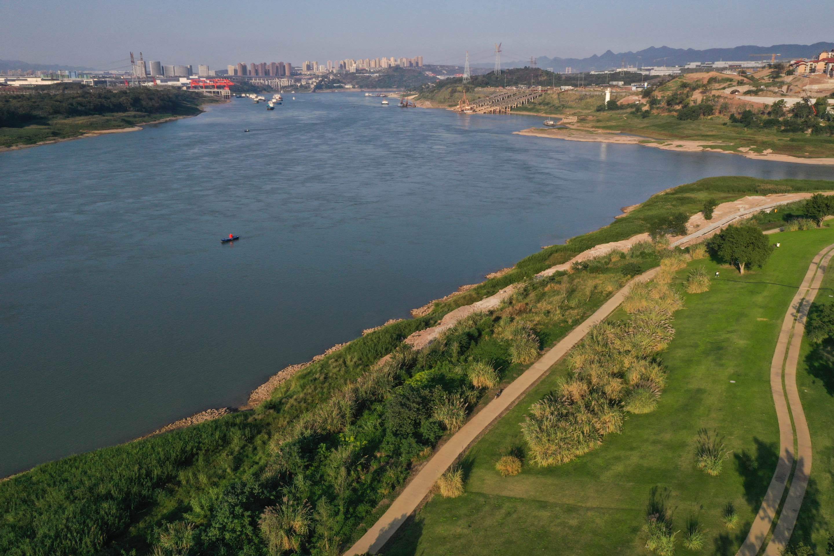 淹不垮,冲不走 重庆广阳岛有一批"草坚强"_生态_植物_水位