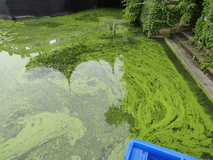 微生物法于景观水体水藻治理的应用