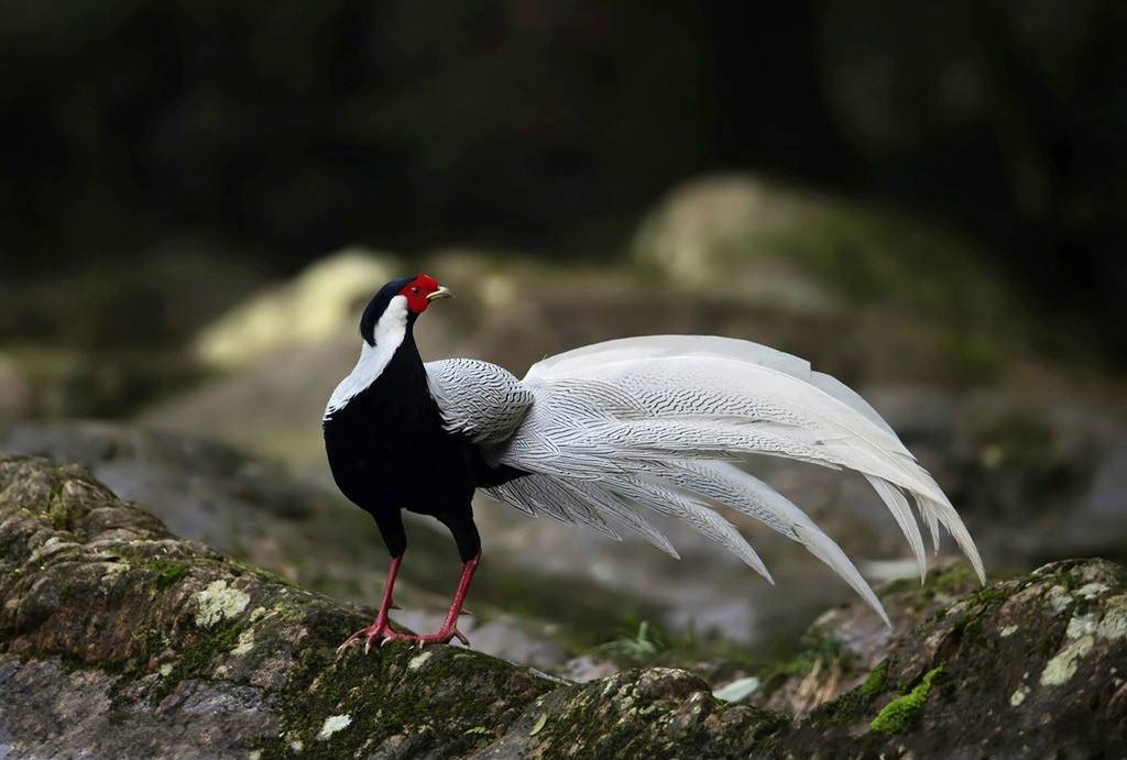 一段罕见的禽类炫耀,并点赞"天籁之鸟"_中国_视频_野鸡