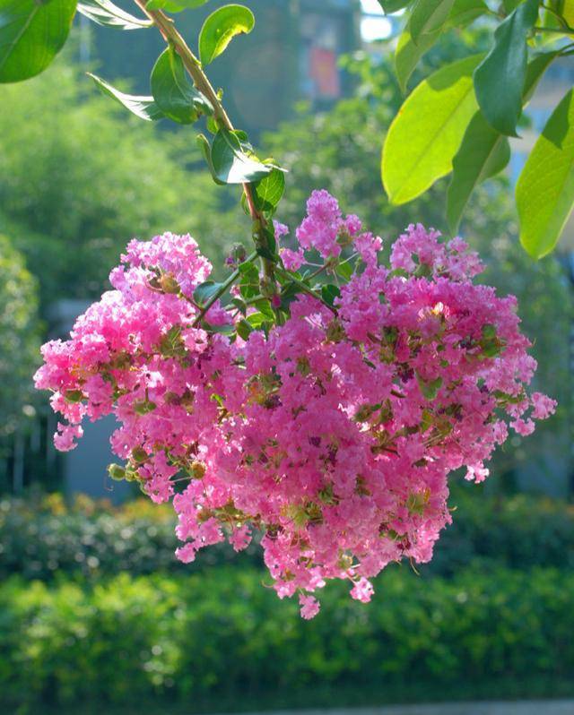 中国各城市市花,都在这里了,看看你所在的城市是什么花吧!