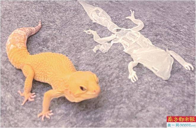 科普数百种昆虫的"小达尔文"_倪皓洋_虫子_妈妈