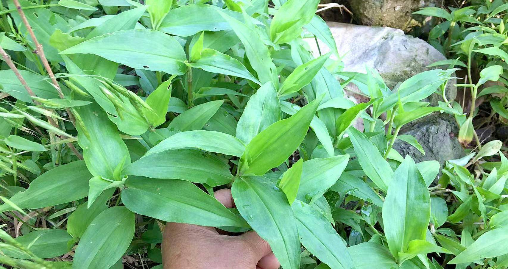 鸭舌草又名鸭舌草,青竹,翠蝶,竹叶菜,蓝菜花,三角菜,浮萍,浮草等.