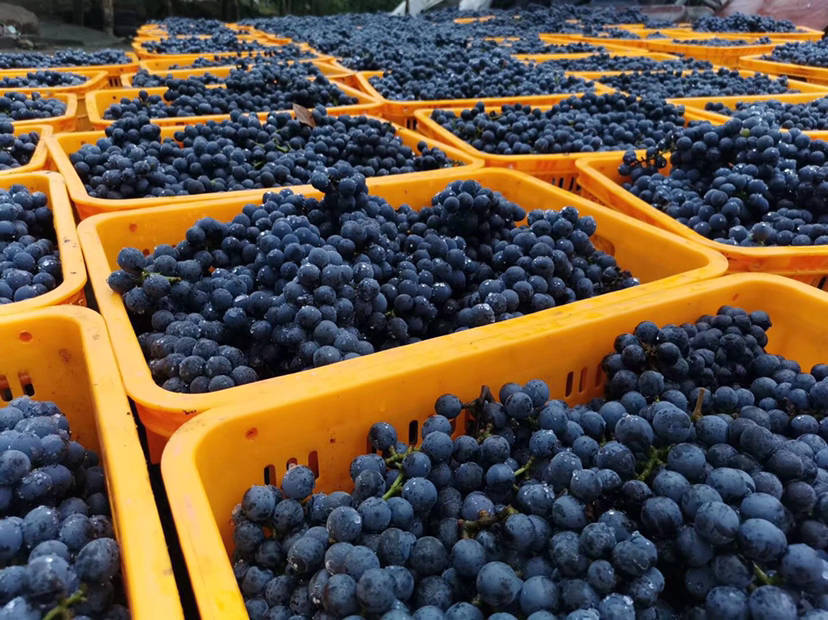 唯雅酒庄:在酿酒龙脉上打造宜宾酒产区新名片_葡萄_种植_紫秋