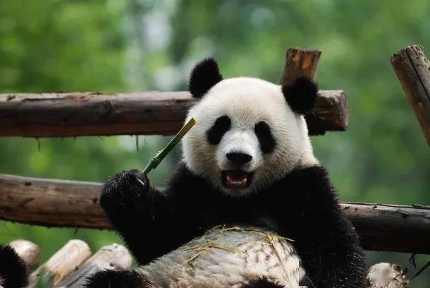 【瘋狂動物城1日獨立營】在上海動物園不回頭路線 動物全方位觀摩