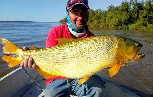 这些猛鱼几乎都可以轻松做到这一点,比如说我所饲养的黑食水虎鱼,它就