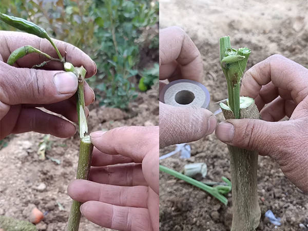 辣椒嫁接如何操作?有哪些技术要点值得注意?_接穗_砧木_幼苗