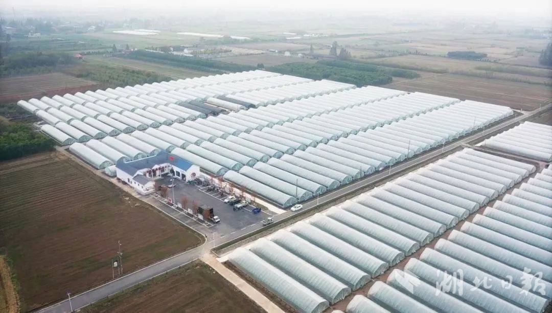 松滋市涴市镇:水清岸美产业兴_融合_建设_科技