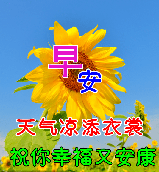 6711月29冬日早上好动态表情图片及早晨好动图美图大全 狼行千里