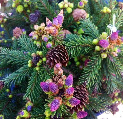 万年松树开花,震撼你的双眼!_世界_色彩_新绿