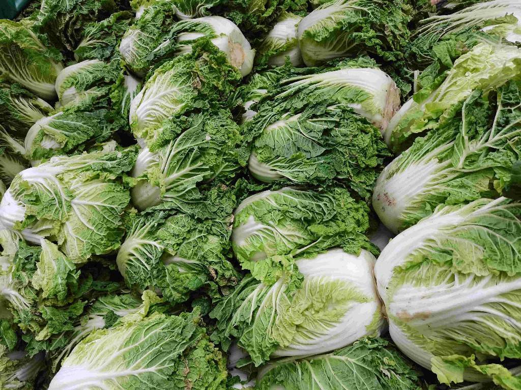 哈尔滨19.5万吨窖储秋菜，元旦左右上市_手机搜狐网