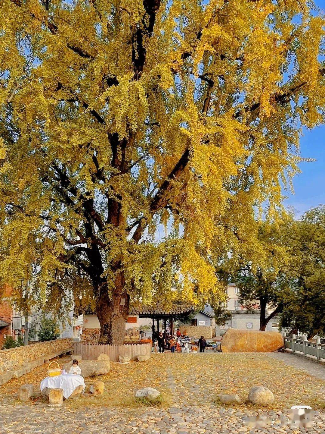 微博-温州发布银泉村ginkgo永嘉县让人忍不住驻足流连仿佛在吐露浪漫