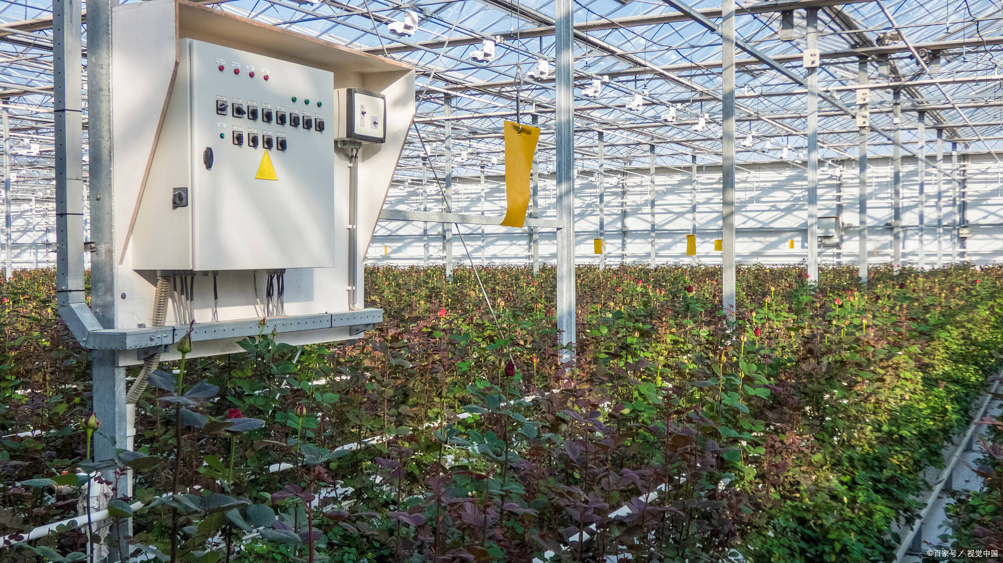 北京耕智智慧农业物联网云平台助力温室大棚种植_系统_病虫害_数据