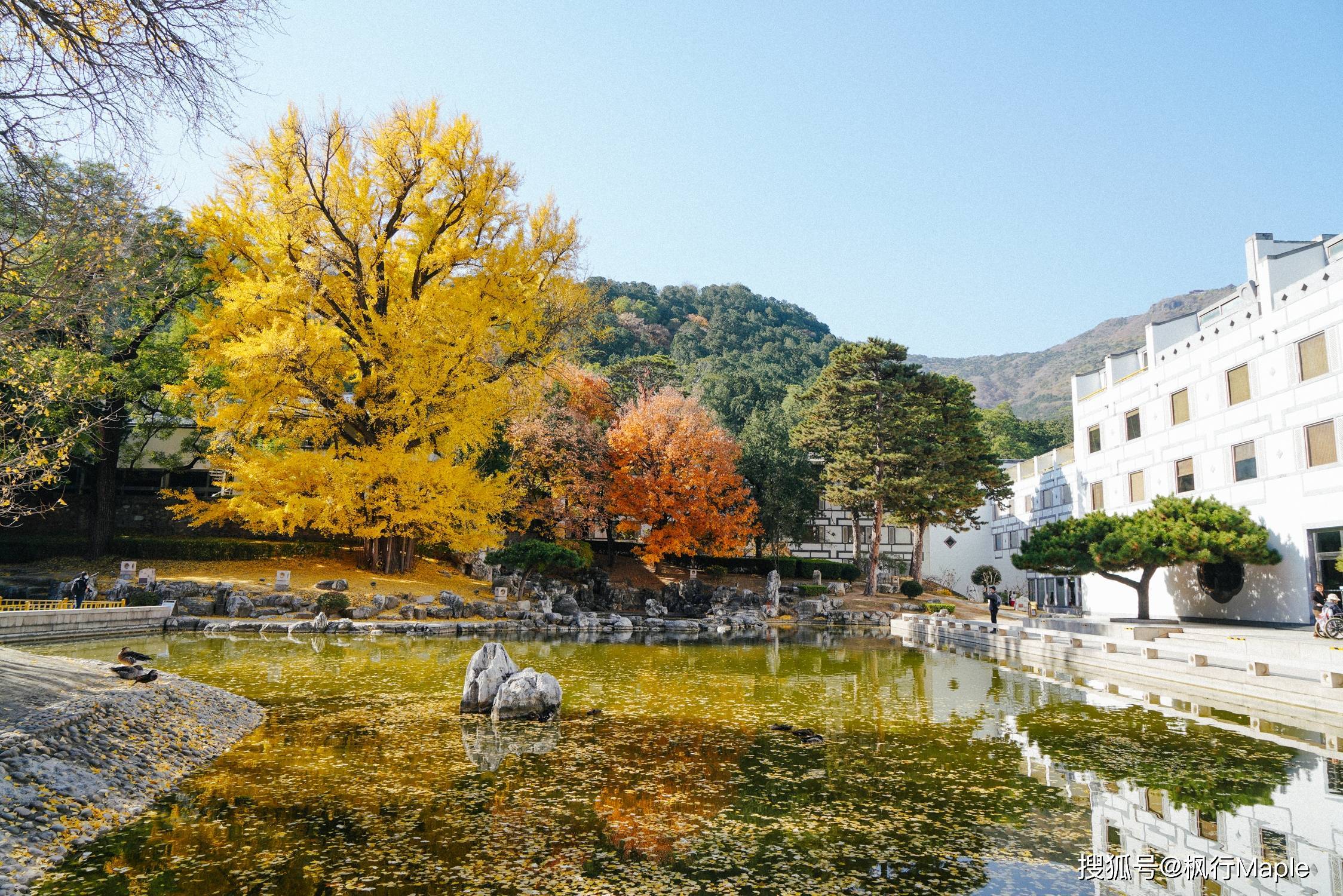 不,去就去香山饭店和碧云寺,追最美的秋天