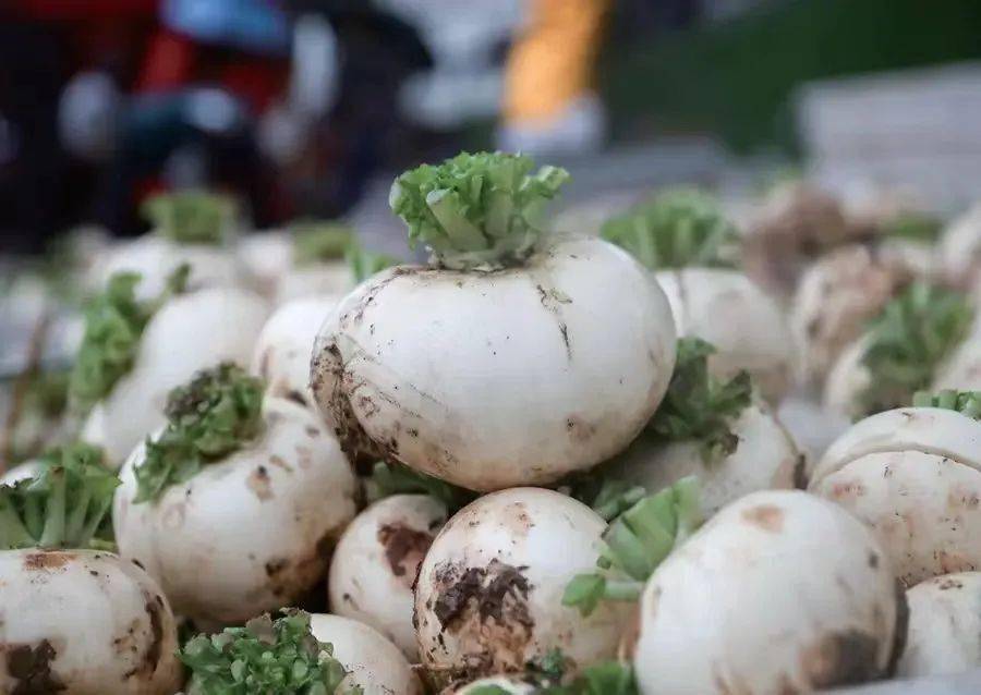 【预售】赶水草蔸萝卜每斤仅需9毛9,全城免费配送!