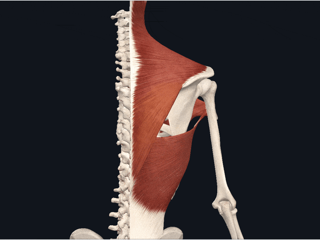 肩膀_动作_肌肉
