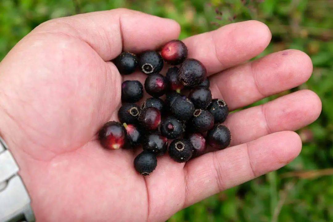 南方农村14种野果,你吃过几种啊?是否认识和记得它们的名字?