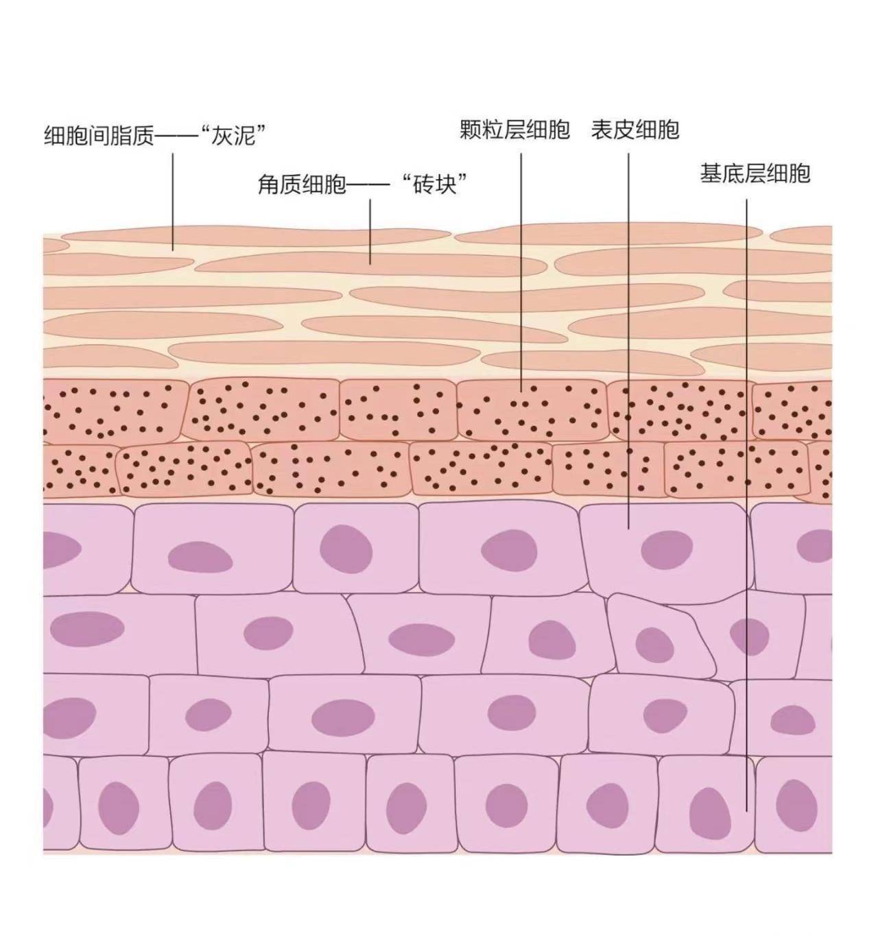 砖墙结构,它表面还有一层由汗液及皮脂组成的皮脂膜,共同构成了皮肤