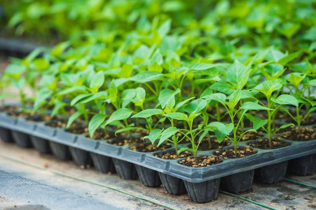 立足独到的资源特质,种苗工厂便有能力创造更丰富的社会价值.