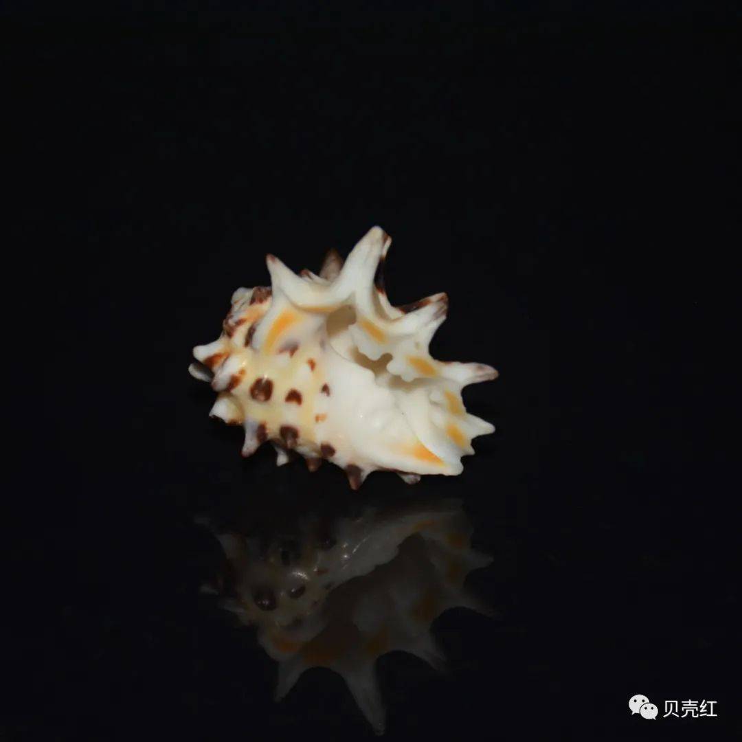 寻宝深圳市海之洋贝壳博物馆 │ 初识黄斑核果螺_学名_中国_uwkwaj