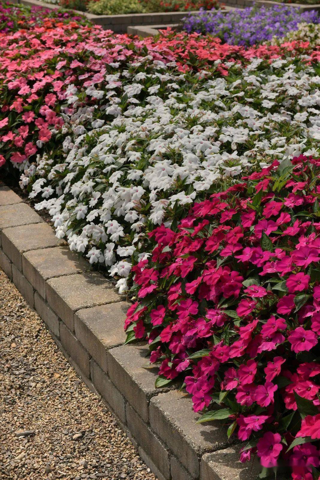 【精选耐热型品种】第一个种子繁殖的种间杂交超级凤仙品种-夏日 新