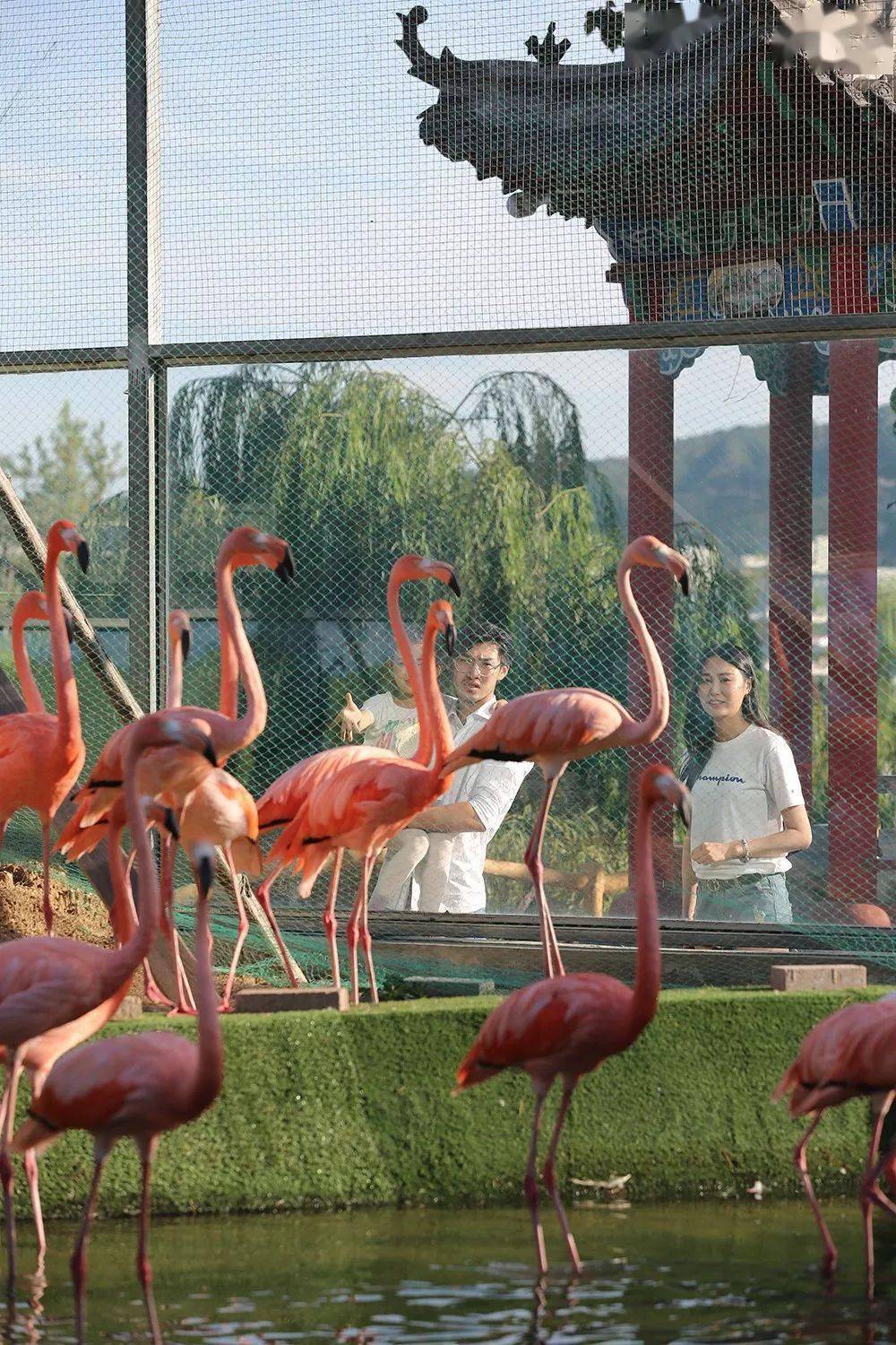 黄金河动物园推出特惠年卡(2023年),138元全年畅玩!