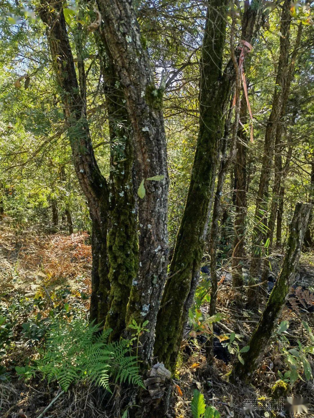 野性贵州 有问必答丨这种树可制成白色的炭,果实可做豆腐可酿酒