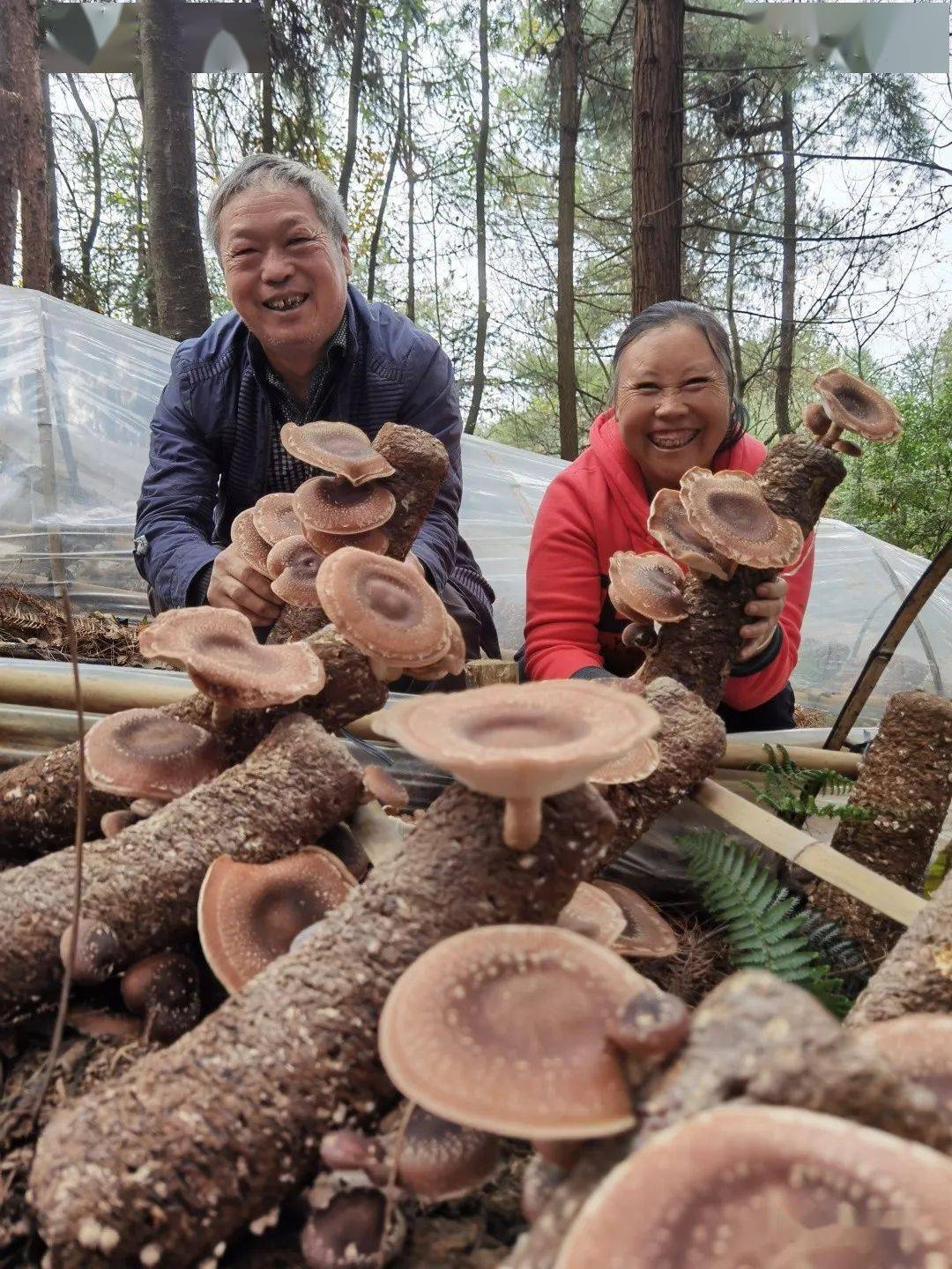 马桑菌的生长环境图片