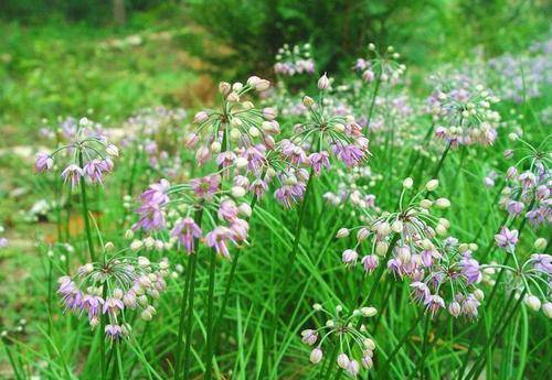 农村藠头的几种做法,哪种最下饭?_香味_辣酱_农历