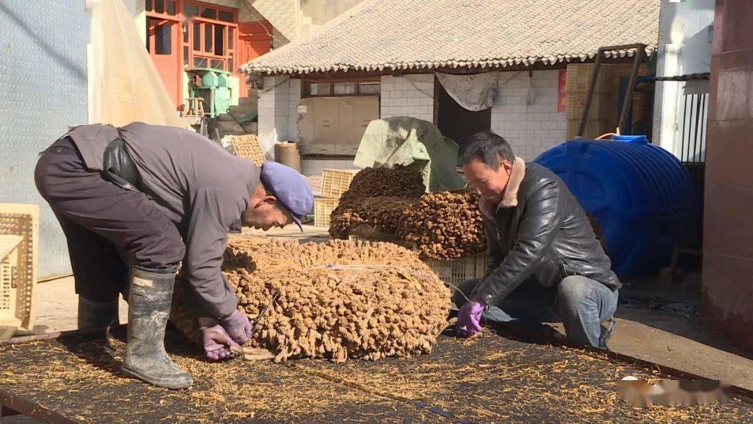 岷县秦许乡:夯实产业根基 筑牢增收渠道