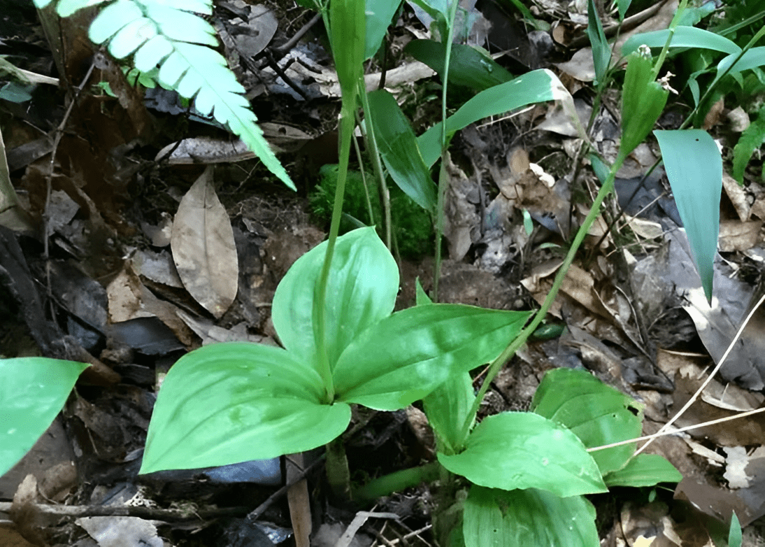 树下有1种"见血清",年年被采挖,如今挖1棵少1棵,你见过吗?