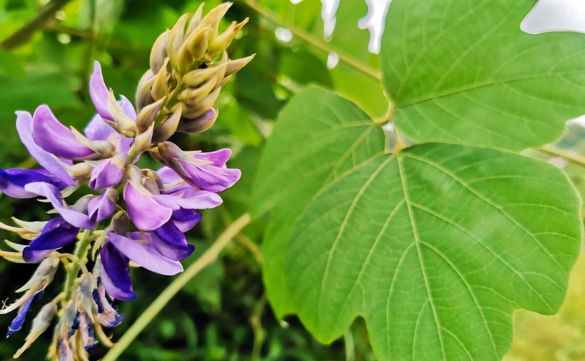 乡下这种常见植物用处多 不仅根茎能吃 花朵还能用来制作酒曲 葛根 葛花 野葛