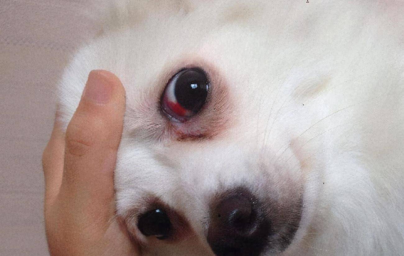 眼睛是明亮有神的,而生病的狗狗其中的表现之一就是眼睛有异常分泌物
