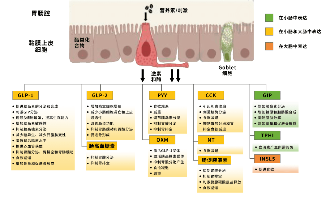 胃泌素三角图片