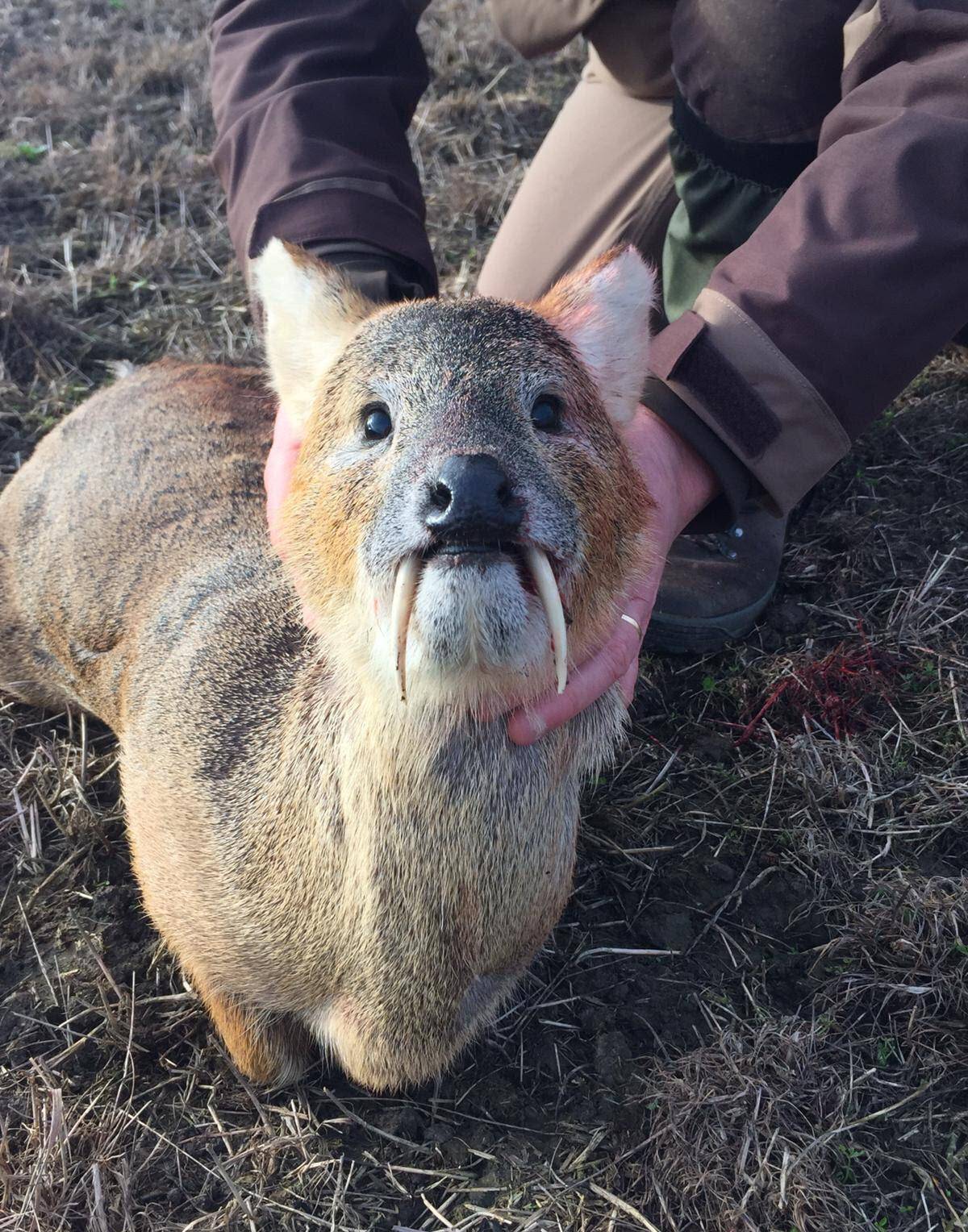 獐头鼠目?獐:我很帅的好不好