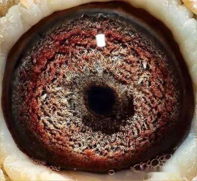 内线口-有眼有图_育种_种鸽_竞翔