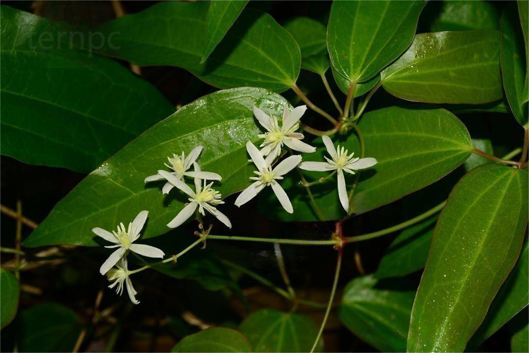 中药材小木通_植物_繁殖_技术