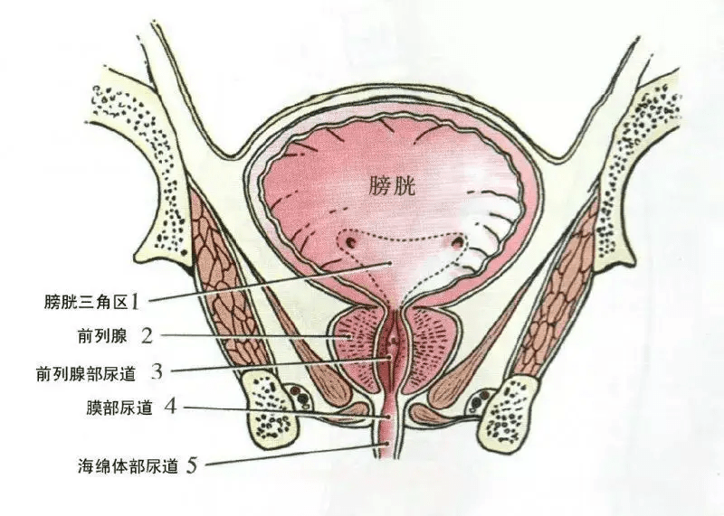 神经源性膀胱的体格检查和实验室检查_患者_治疗_功能