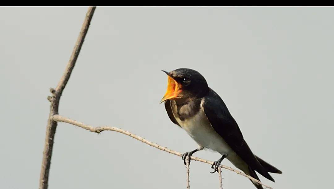 燕子这边出事,已经是板上钉钉了,能不能平安落地,真的不好说,她玩的不