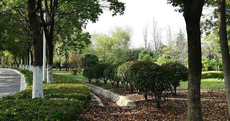 東臺西溪植物園,打造純自然旅遊目的地(8)_顏色_落葉_種子