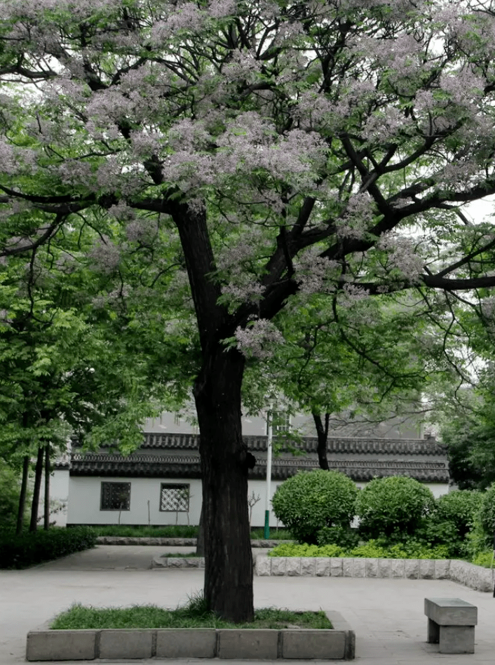 楝豆的回忆_楝树_梅花便_时候