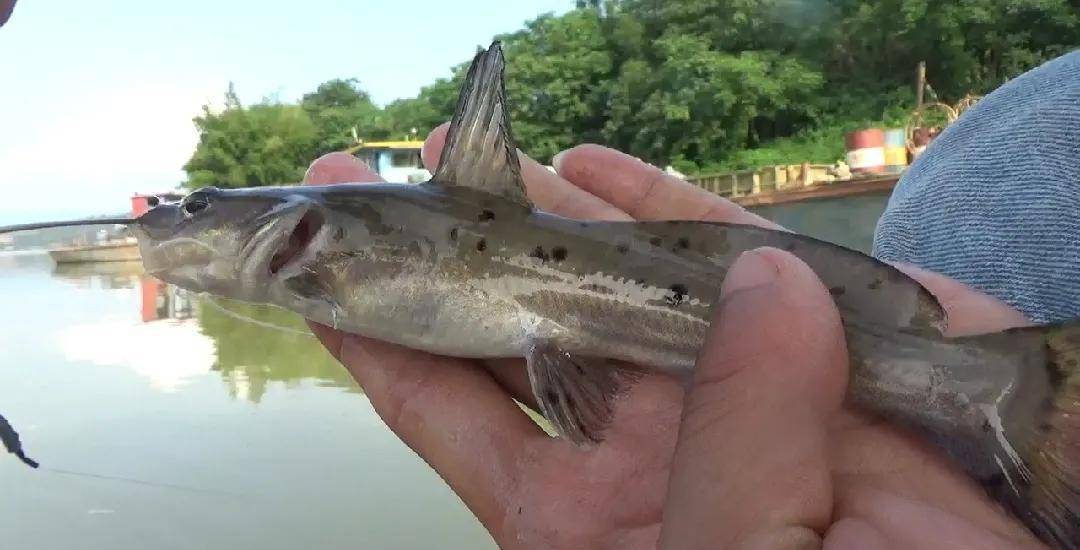 野外钓到这些鱼千万不要吃,它们可是"国保"_保护_国家_伤害