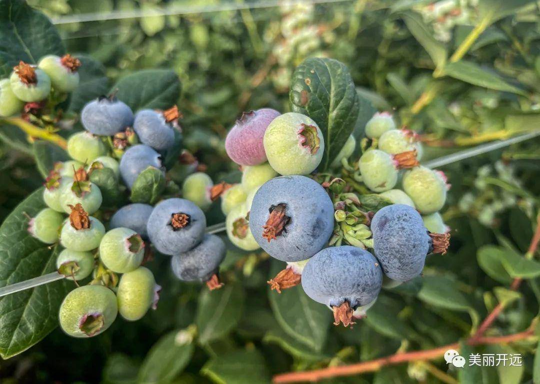 开远"浆果之王"好吃到"莓"话说~_种植_果实_鲜果