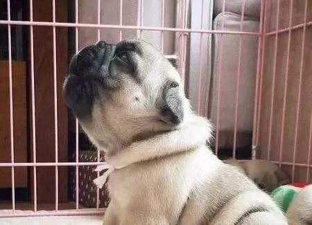 狗狗在夜间叫不停,多与这3个因素有关,得想办法应对了_白天_主人_时候