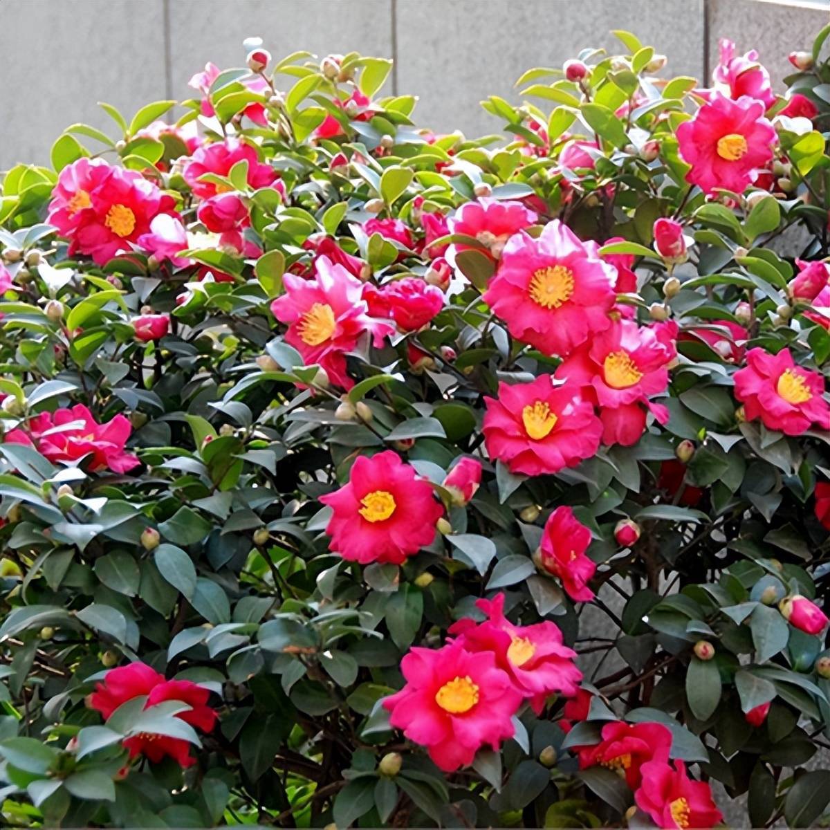 院子裡種了茶花和茶梅,大雪時節,正是花期_花色_開花_花瓣