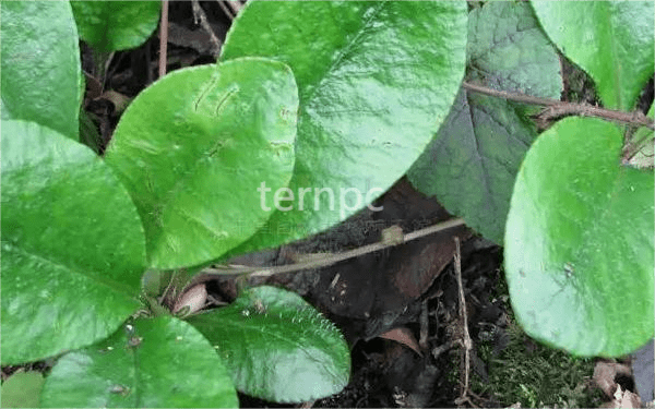 清热解毒-大叶金腰_植物_繁殖_褐色