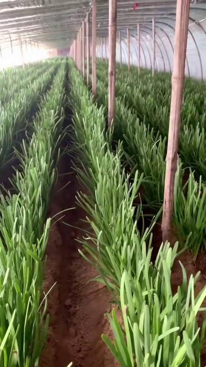 高垄培土种植,长白韭菜芽.是这样种出来的,看明白了吗?