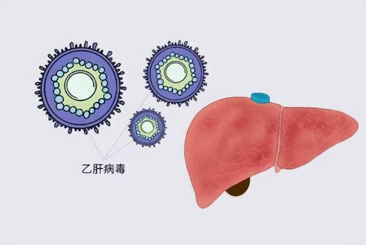 有人認為鵝肉會加重乙肝病情,這種說法有依據嗎?