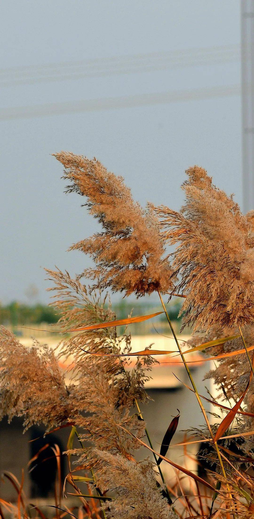 壁纸级城市美景|七里河芦荻花_arundo_donax_芦苇